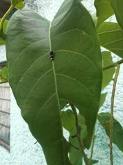 Papilio garamas