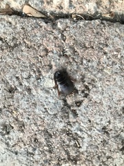 Pycnoscelus surinamensis