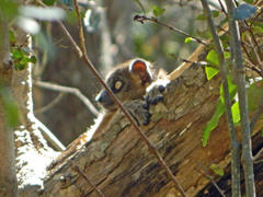 Lepilemur hubbardorum