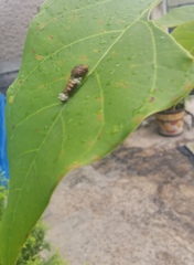 Papilio garamas