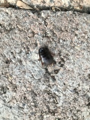 Pycnoscelus surinamensis