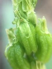 Malaxis macrostachya