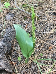 Malaxis macrostachya