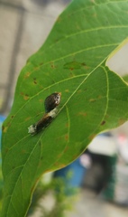 Papilio garamas