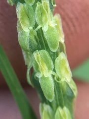 Malaxis macrostachya