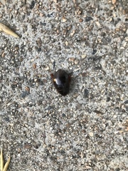 Pycnoscelus surinamensis