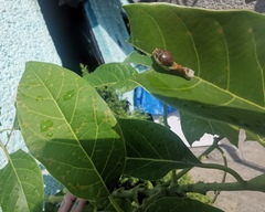 Papilio garamas