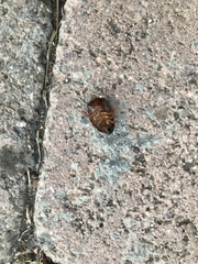 Pycnoscelus surinamensis