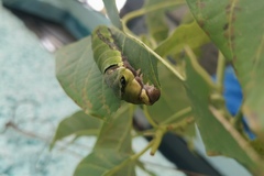 Papilio garamas
