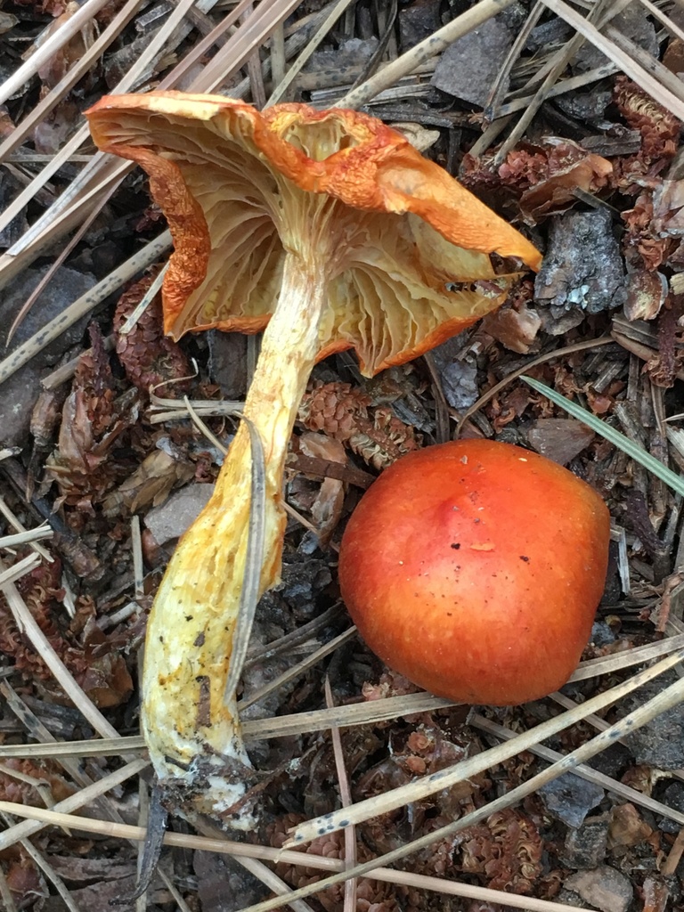 Larch Waxy Cap (Waxcap and Allied Mushroom (Hygrophoraceae) of the