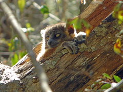 Lepilemur hubbardorum