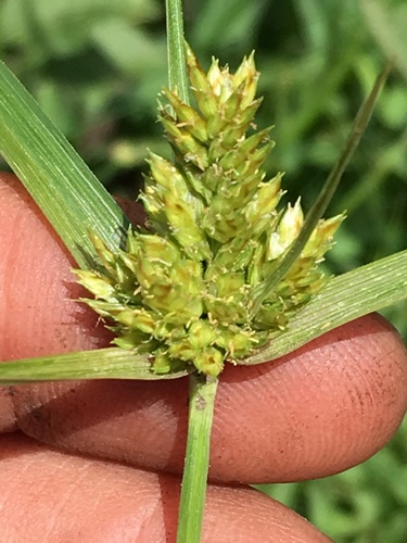 Cyperus fendlerianus