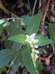 Spigelia dolichostachya