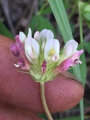 Trifolium pinetorum