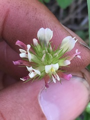 Trifolium pinetorum