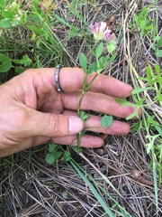 Trifolium pinetorum