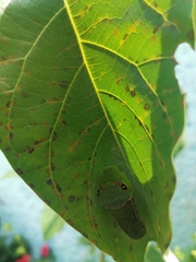 Papilio garamas