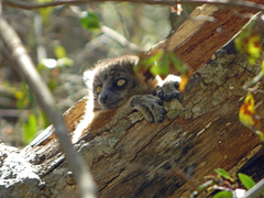 Lepilemur hubbardorum