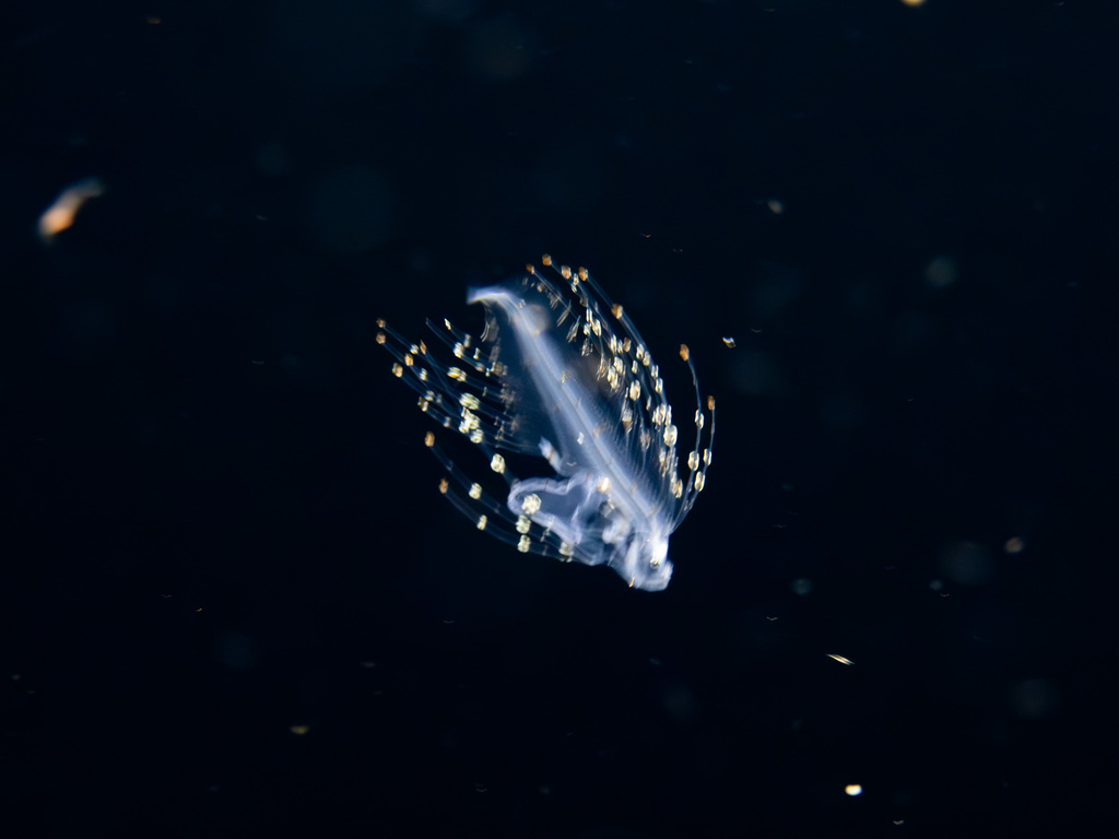 Brotulotaenia nielseni