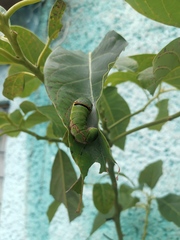 Papilio garamas