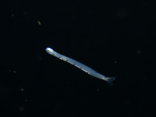Trachinocephalus, 2025-05-02