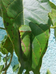 Papilio garamas