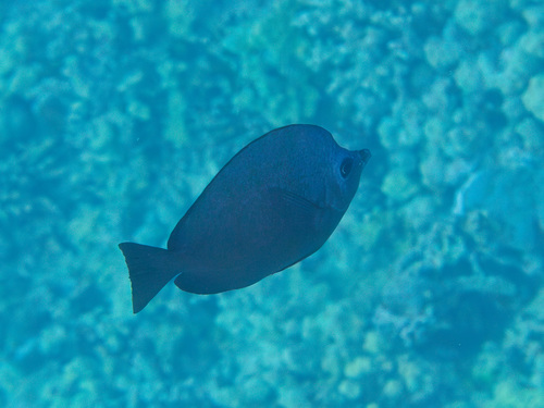 Hemitaurichthys thompsoni, 2025-05-03