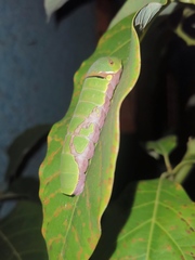 Papilio garamas