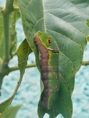 Papilio garamas