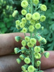 Artemisia franserioides