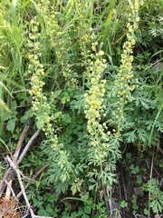 Artemisia franserioides