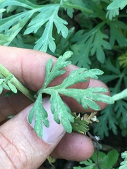 Artemisia franserioides