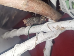 Papilio garamas