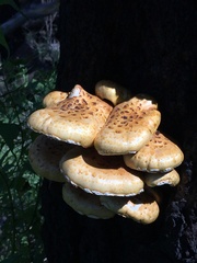 Pholiota adiposa