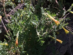 Polemonium pauciflorum