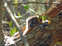 Lepilemur hubbardorum