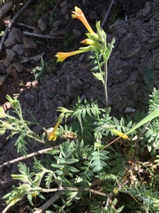 Polemonium pauciflorum