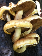 Pholiota adiposa