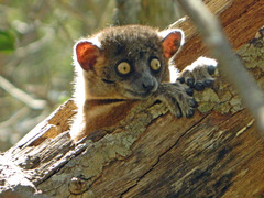 Lepilemur hubbardorum