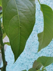 Papilio garamas