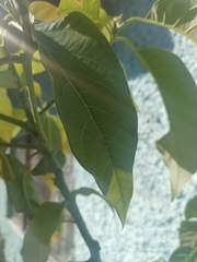 Papilio garamas