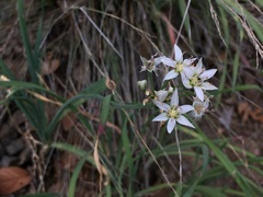 Allium plummerae