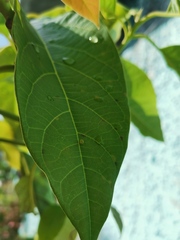 Papilio garamas