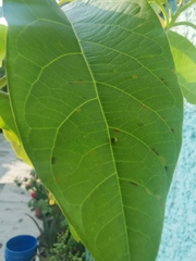 Papilio garamas