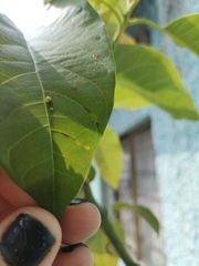 Papilio garamas