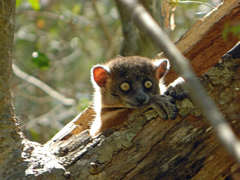 Lepilemur hubbardorum