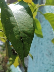 Papilio garamas