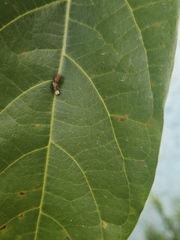 Papilio garamas
