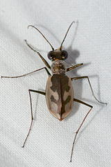 Eunota pamphila