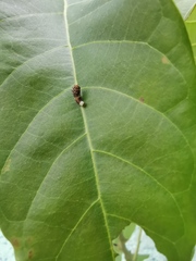 Papilio garamas